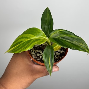 Variegated Shell Ginger