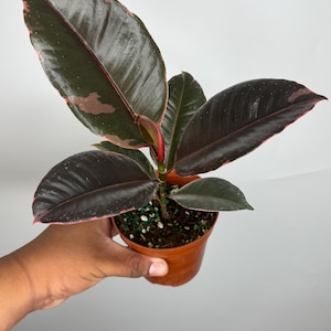 Ficus Elastica Ruby