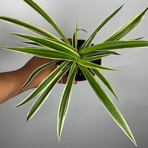 May include: A top-down view of a potted spider plant. The long, slender leaves are green with creamy white edges, radiating outwards from the center. The plant is in a brown pot, set against a plain gray background.