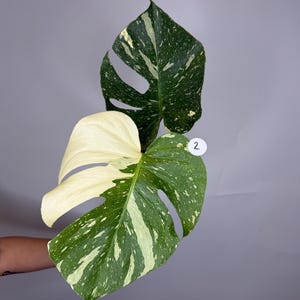 Monstera Thai Constellation *MULTIPLE LISTINGS*