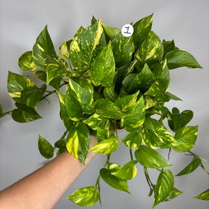 Pothos Hawaiian