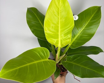 May include: A Philodendron plant featuring large, glossy, heart-shaped leaves in vibrant shades of lime green and deep emerald. The central leaf is a bright, luminous yellow-green, contrasting with the darker foliage surrounding it.