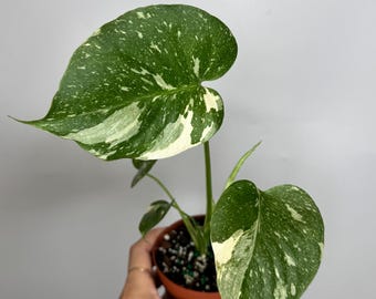 May include: A variegated Monstera plant with two prominent heart-shaped leaves featuring a distinct pattern of dark green and creamy white splashes. The plant is potted in a small brown plastic container filled with dark soil and white perlite.