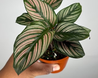 Calathea White Star - Etsy