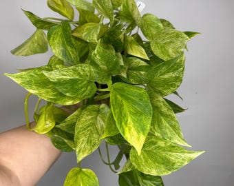 Pothos Neon Queen *MULTIPLE LISTINGS*