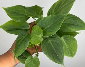 Philodendron Micans 'Green Form'