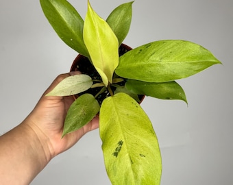 big w snake plant Medium Green Snake Plant | NYC, NJ, CT, Boston, Providence, Washington DC,  Baltimore, Philadelphia, Princeton, Long Island, and Upstate NY Delivery