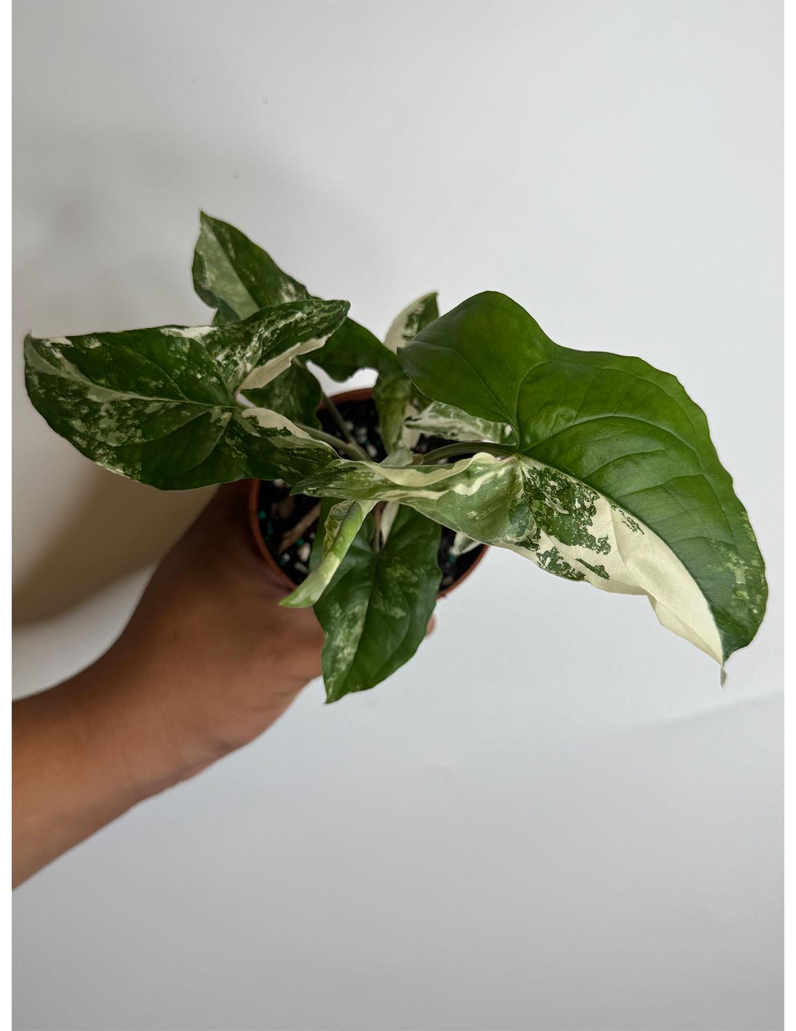 Monstera Syngonium - Etsy