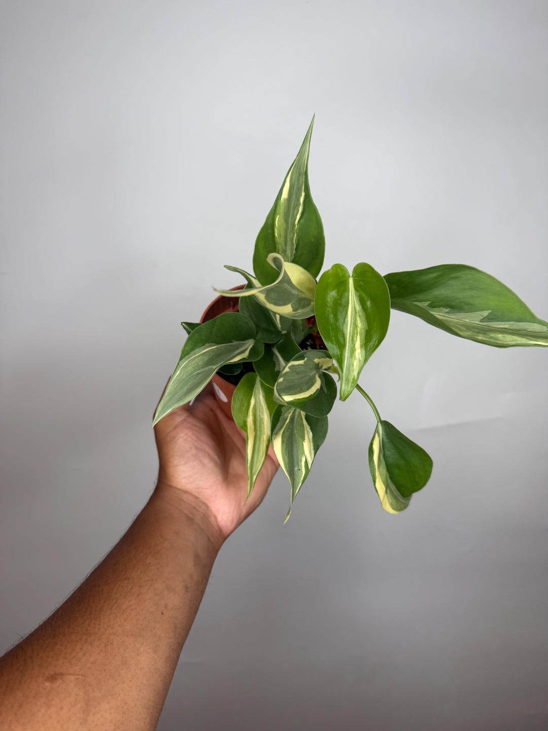 Philodendron Rio/silver Stripe Combo - Etsy