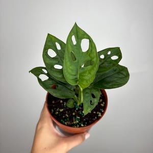 Monstera Adansonii
