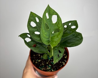 Monstera Adansonii