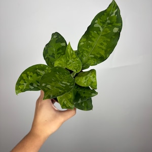 Aglaonema Pictum Tricolor *MULTIPLE LISTINGS*