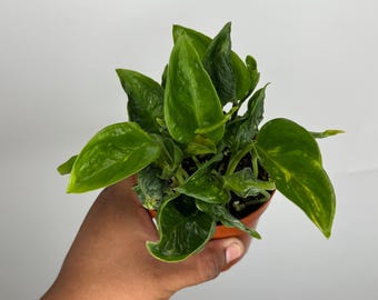 Pothos Shangri La