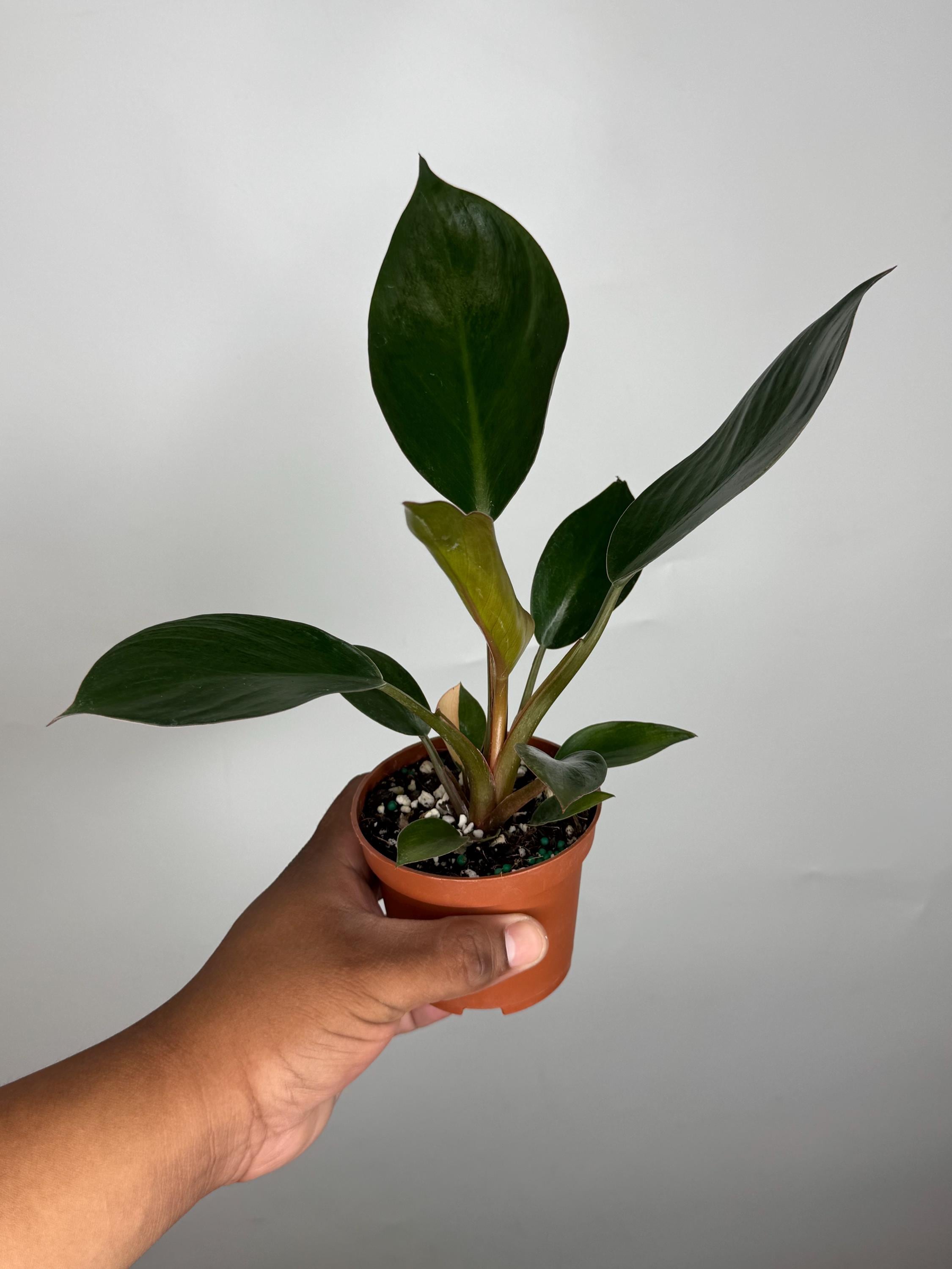Philodendron Red Congo Variegated Reverted *MULTIPLE LISTINGS* - Etsy