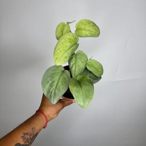 Scindapsus Hero