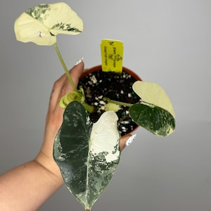 May include: A potted Alocasia plant with large, variegated leaves in shades of green and white. The plant has a yellow tag with text. The leaves have a unique pattern, adding visual interest. The plant is in a brown pot.