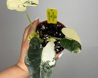 Variegated Alocasia Frydek *MULTIPLE LISTINGS*
