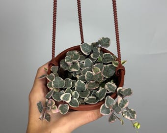 Hoya Pubicalyx Pink Silver Ghost - Etsy