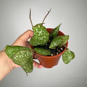 Hoya Imbricata