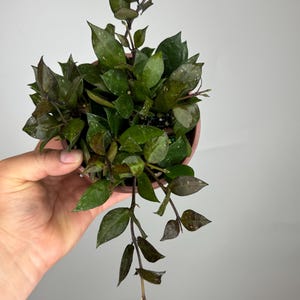 Hoya Krohniana Black