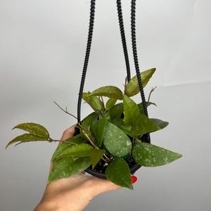 May include: A Hoya plant with pointed, waxy green leaves featuring silver speckling, potted in a small black container. The plant is suspended by two black plastic cords attached to the rim of the pot, allowing the foliage to trail outward.