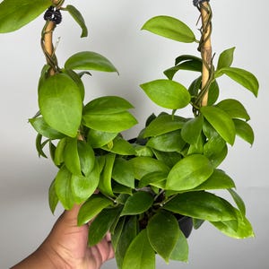 May include: A vibrant green Hoya plant in a black pot, supported by a circular wooden trellis. The plant features glossy, oval-shaped leaves and is held by a person's hand. The trellis is made of thin, intertwined branches.