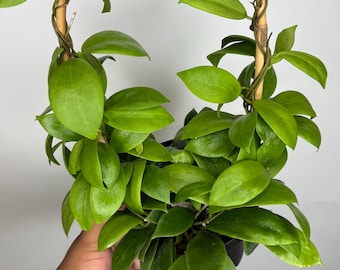 Hoya Mindorensis Red