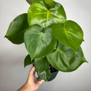 Monstera Deliciosa