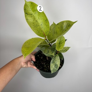 Ficus Shivereana *MULTIPLE LISTINGS*