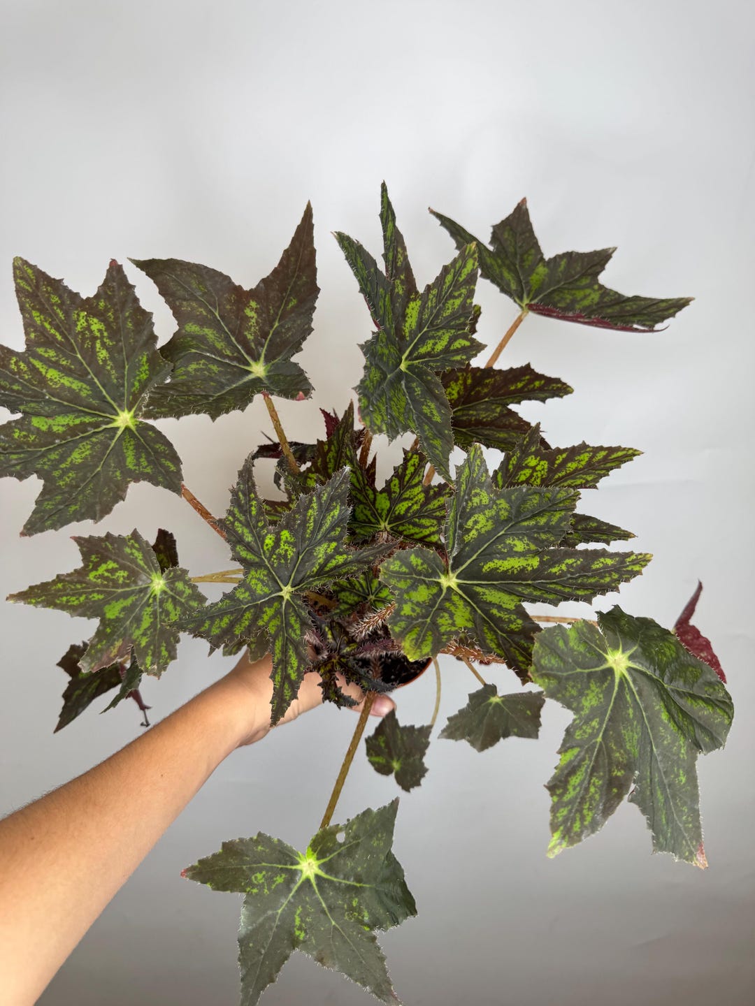 Begonia Geometry - Etsy