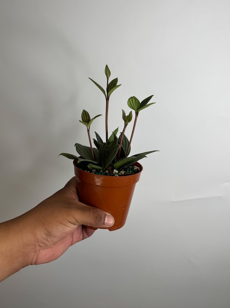 Plant Proper Peperomia Puteolata - Thumbnail 3