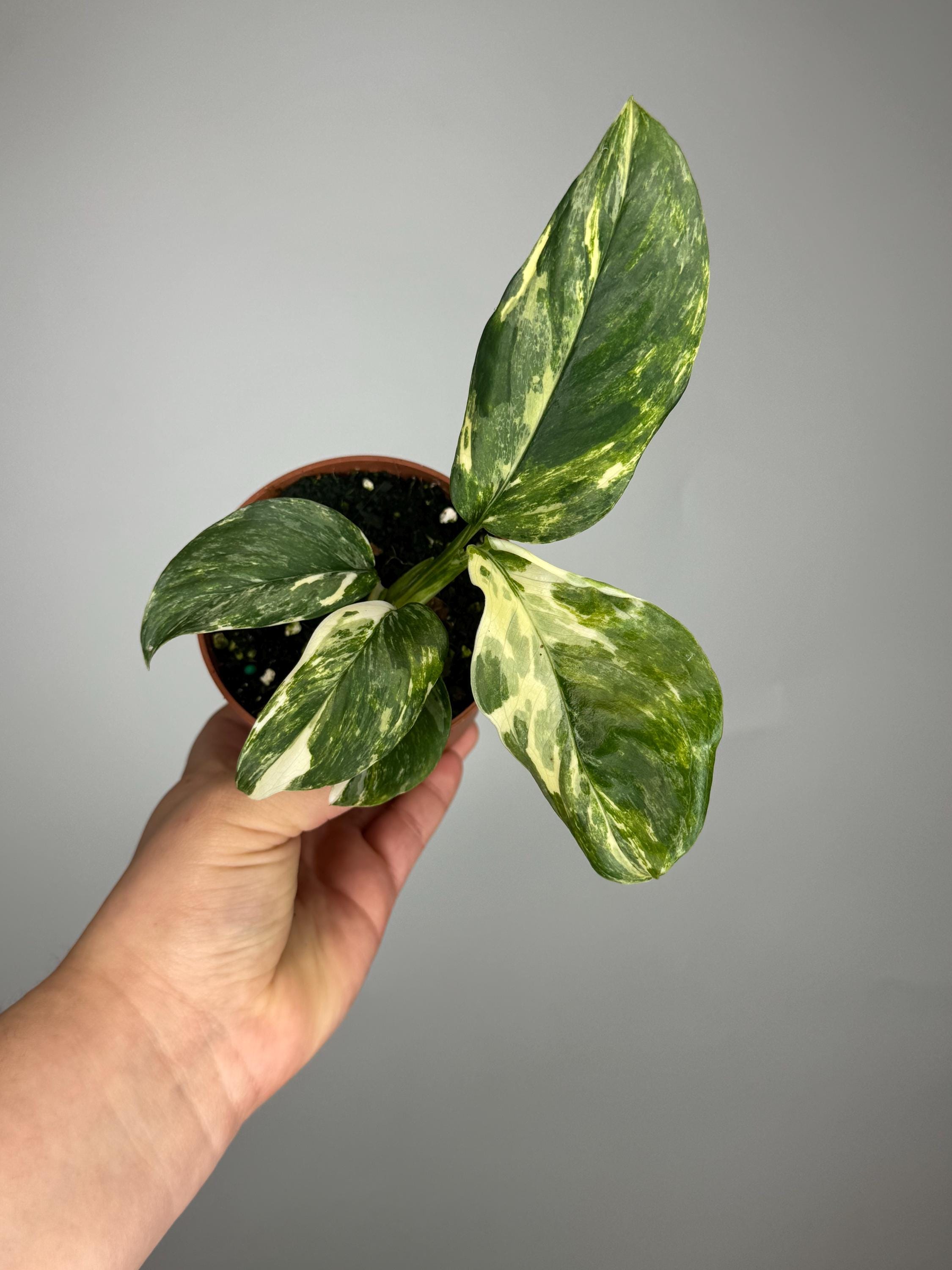 Variegated Monstera Lechleriana - Etsy
