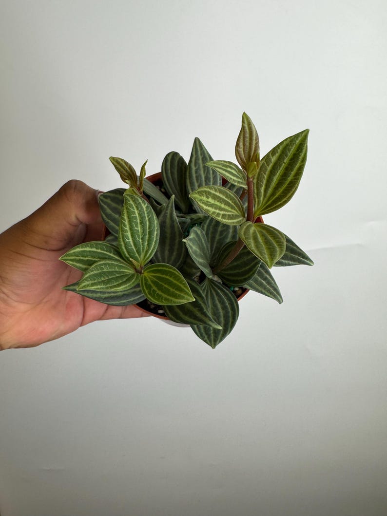 Plant Proper Peperomia Puteolata