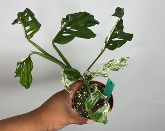philodendron selloum variegata Philodendron Selloum Variegated – INDONESIAPLANTS main image 0