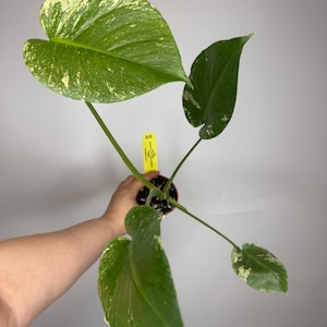 May include: A close-up of a Monstera plant with large, green leaves speckled with creamy white variegation. The plant is in a small brown pot, held by a person. A yellow tag is attached to the plant.