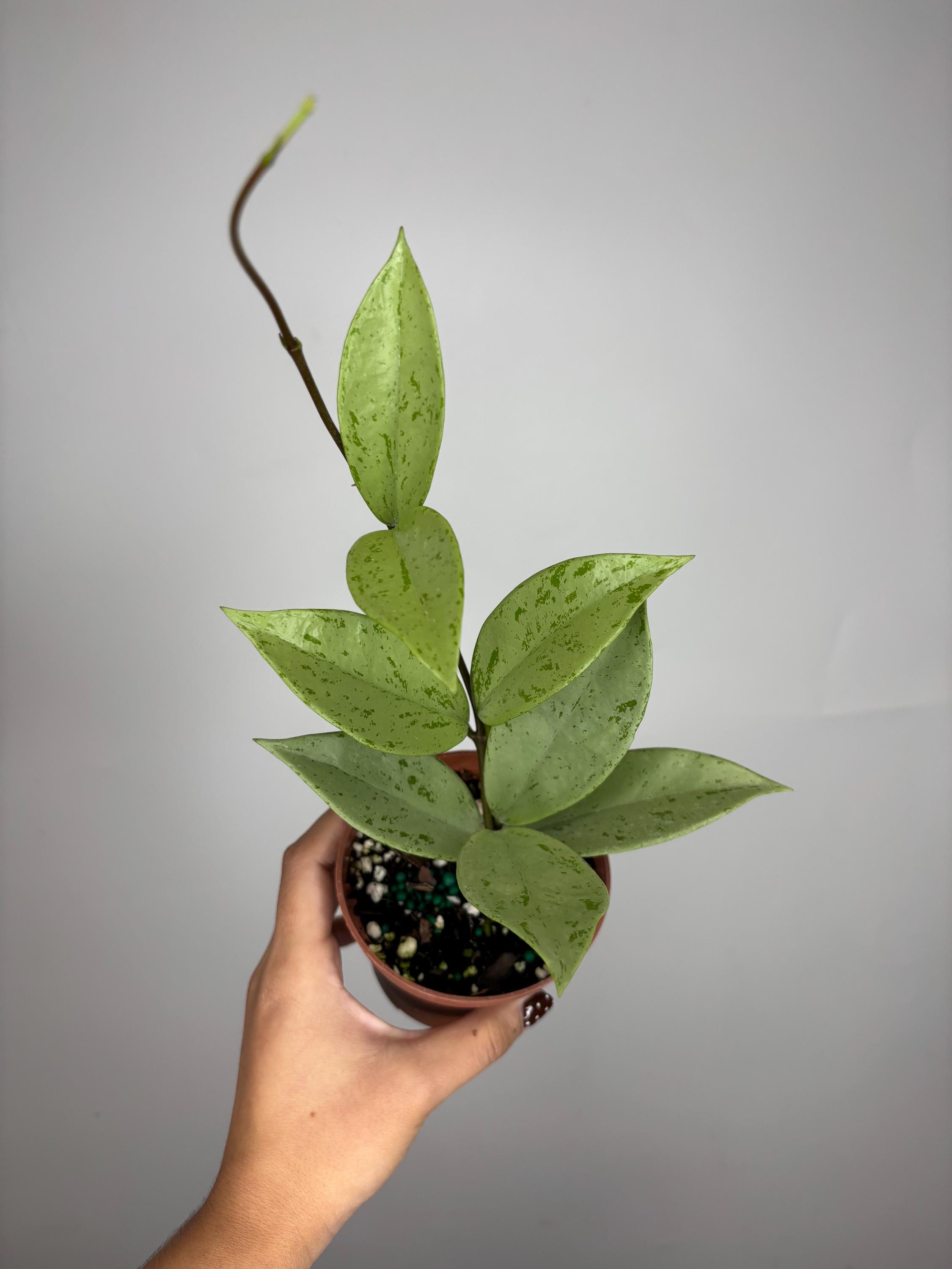 Hoya Pubicalyx Pink Silver Ghost - Etsy