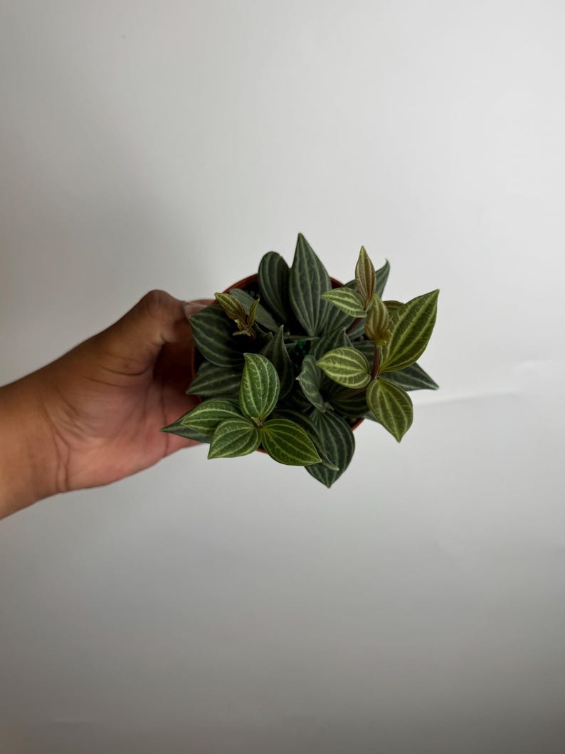Plant Proper Peperomia Puteolata - Thumbnail 2