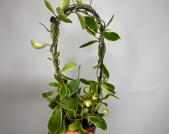 Hoya Pubicalyx Pink Silver Ghost - Etsy
