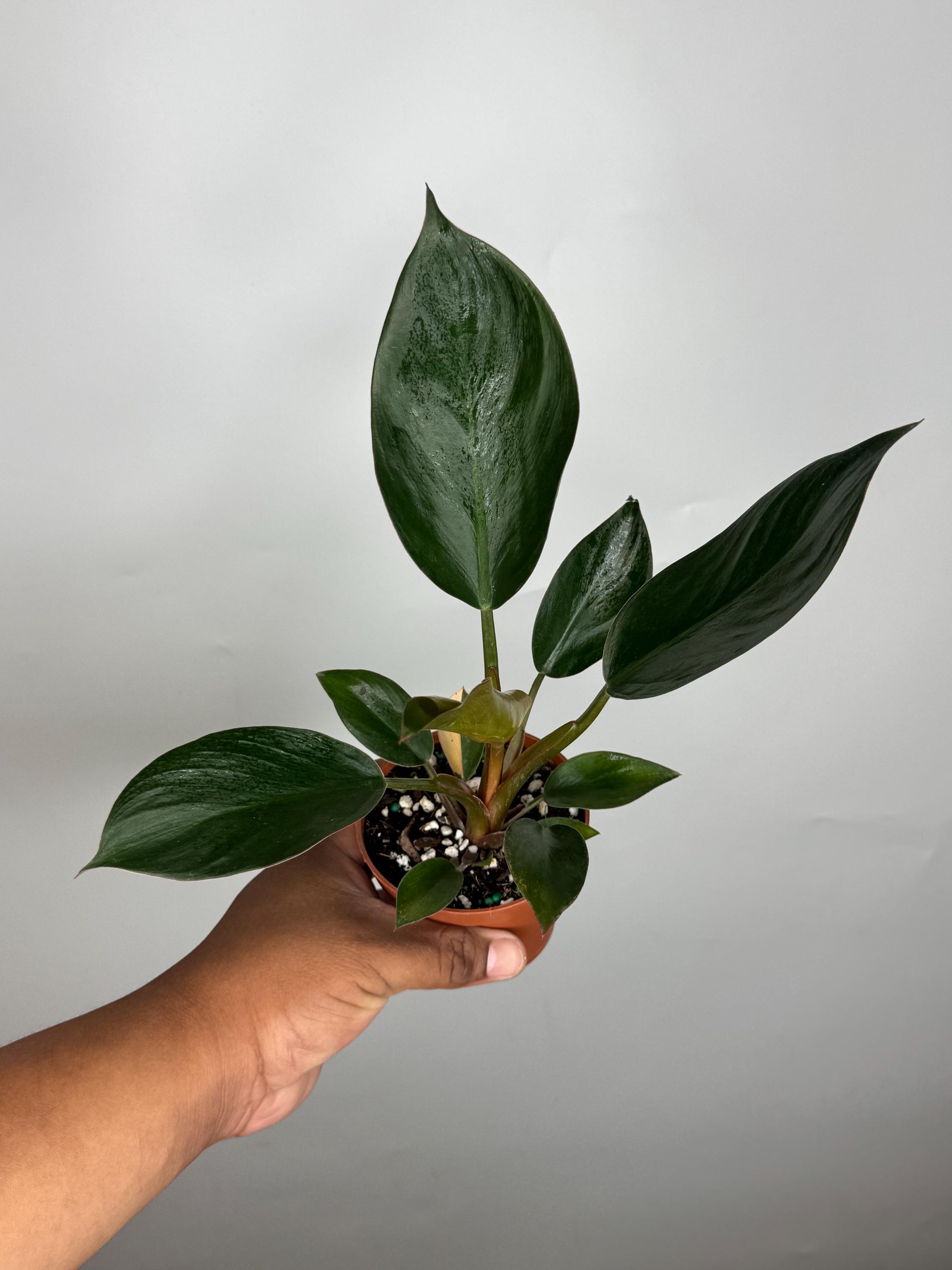Philodendron Red Congo Variegated Reverted *MULTIPLE LISTINGS* - Etsy