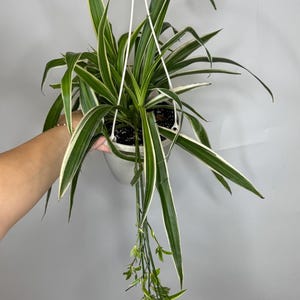 May include: A spider plant with long, arching green leaves featuring white margins, potted in a white plastic container. The plant is suspended by a white plastic hanger and features several small plantlets trailing downward on thin stems.