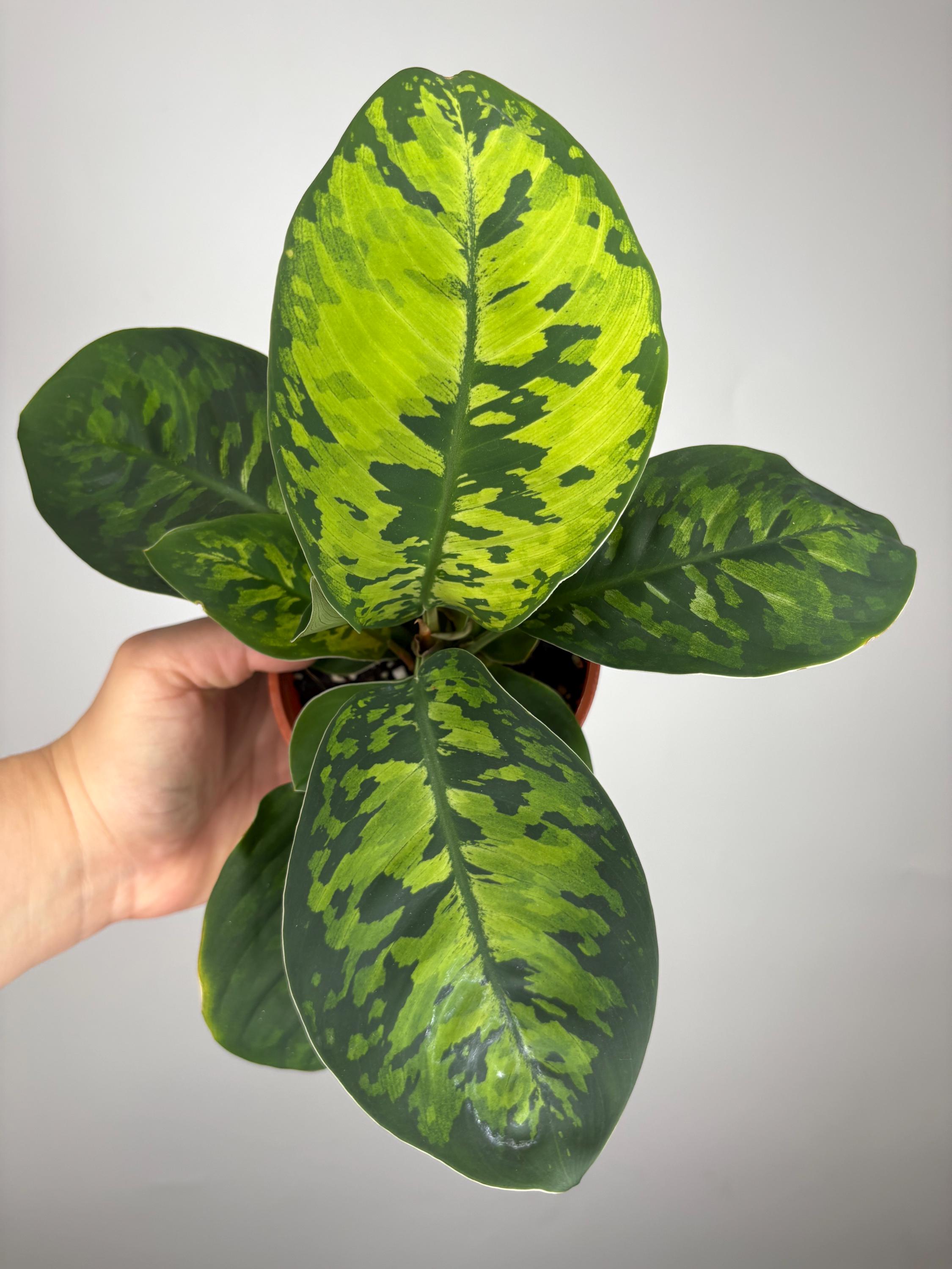 Aglaonema Pictum Camouflage - Etsy