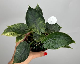 Alocasia Dragon Scale Mint *MULTIPLE LISTINGS*