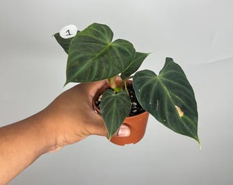 subhastatum philodendron Philodendron Subhastatum – Okanoka main image 0