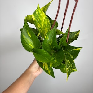 Pothos Hawaiian