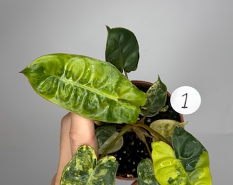 Puede incluir: Una planta Philodendron variegada en una maceta marrón pequeña con una etiqueta circular blanca marcada con el número 1. Las hojas presentan una mezcla de patrones en verde oscuro, verde lima y amarillo brillante con una textura ondulada.