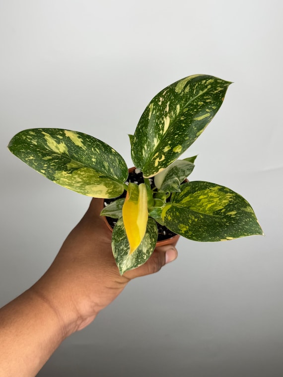 Philodendron Green Congo Nuclear