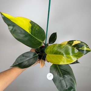 May include: A Philodendron plant featuring large, glossy, heart-shaped leaves with variegated patterns of deep forest green and bright yellow. A thin green support stake stands vertically in the center of the plant, and a small white circular tag with the number 1 is attached to one of the lower leaves.
