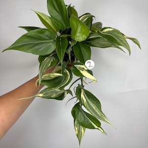 Philodendron Rio/Silver Stripe Combo *MULTIPLE LISTINGS*