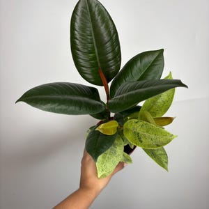 Ficus Shivereana Mutate *MULTIPLE LISTINGS*