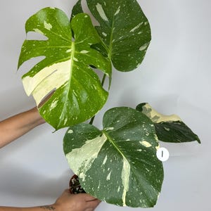 Monstera Thai Constellation *MULTIPLE LISTINGS*